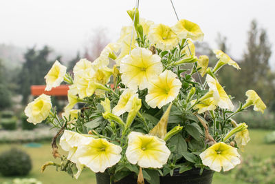 Close-up of yellow flowering plant