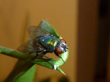 Close-up of insect on leaf