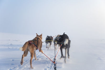 A beautiful husky dog team pulling a sled in beautiful norway morning scenery. 