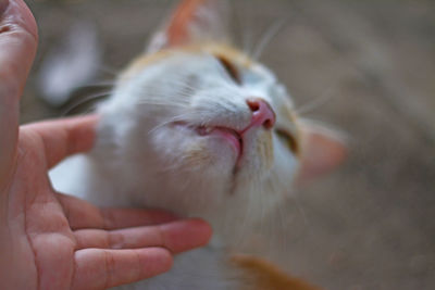 Close-up of hand touching cat