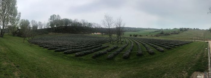 Panoramic shot of agricultural field against sky