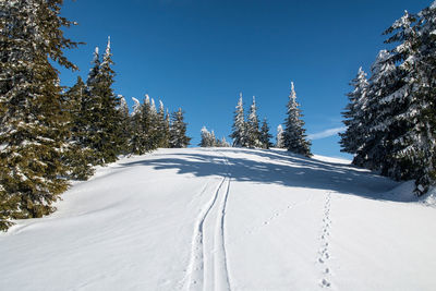 Snow covered land and trees against clear blue sky