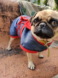 Close-up portrait of dog