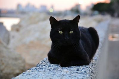 Close-up portrait of cat