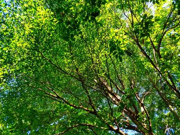 Low angle view of bamboo trees