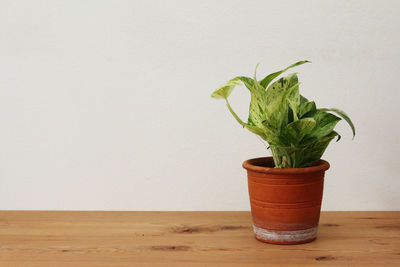 Close-up of potted plant on table against wall