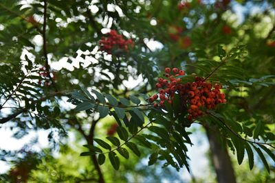 Low angle view of berries on tree