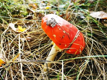 High angle view of red mushroom growing on field