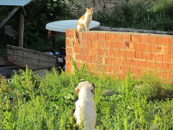 View of a dog against plants