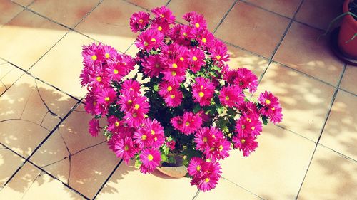 Close-up of pink flowers