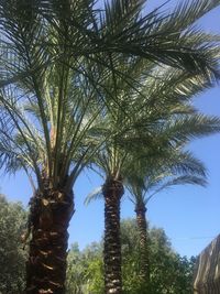 Low angle view of palm trees against clear sky