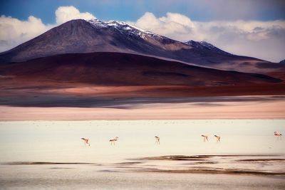 View of birds on land against the sky