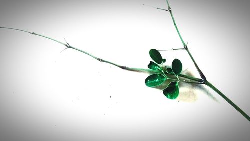 Close-up of spider on plant over white background