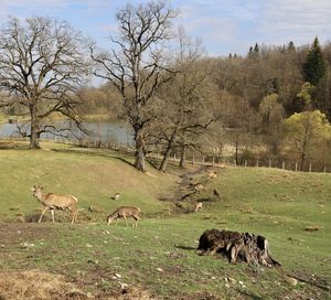 View of sheep on field