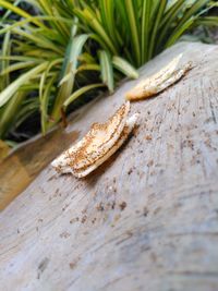Close-up of lizard on tree
