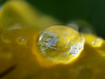 Full frame shot of yellow leaf