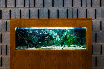 Close-up of an aquarium with fish and plants