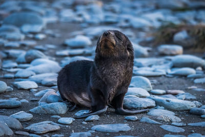 Antarctic fur seal pup with eyes closed