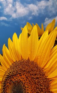 Close-up of sunflower against sky