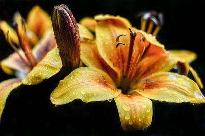 Close-up of water drops on flower