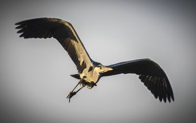 Low angle view of eagle flying in sky
