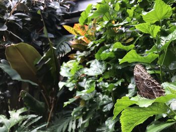 Close-up of butterfly on leaves