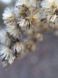 Close-up of wilted plant