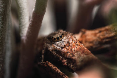 Close-up of spider on tree trunk