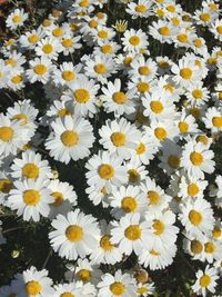 High angle view of daisy flowers