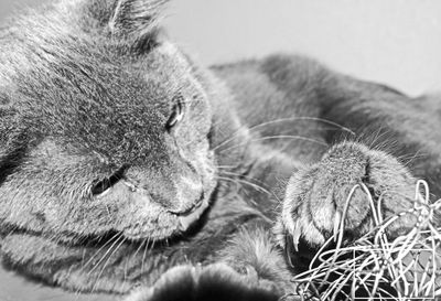 An up close shot of cat playing with a metal ball 