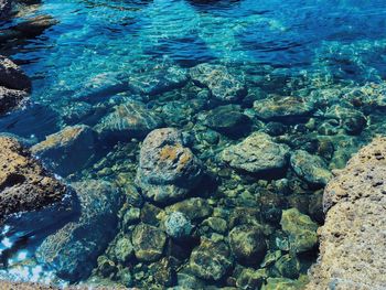 High angle view of coral in sea