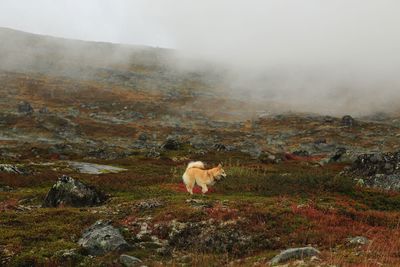 View of a sheep on landscape