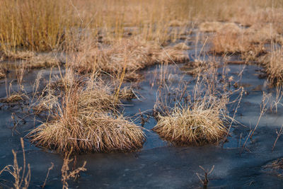 Close-up of dry grass on field by lake