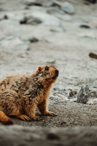 A curious himalayan marmot in ladakh, india.