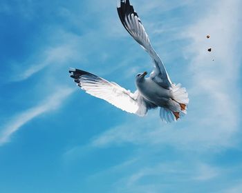 Low angle view of seagull flying