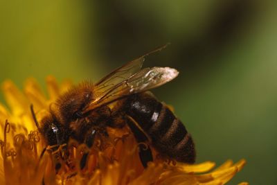 Close-up of bee pollinating on flower