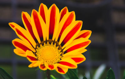 Close-up of orange flower