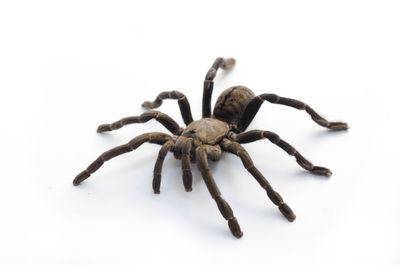 Close-up of spider on white background