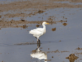 White bird on beach