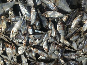Full frame shot of fish for sale in market
