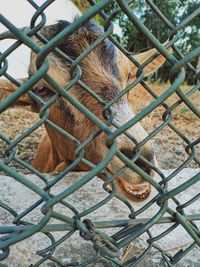 Close-up of chainlink fence in cage at zoo