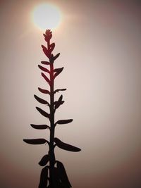 Close-up of silhouette plant against sky during sunset