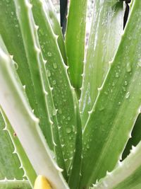 Close-up of raindrops on leaf