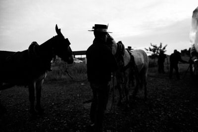 Horse on field