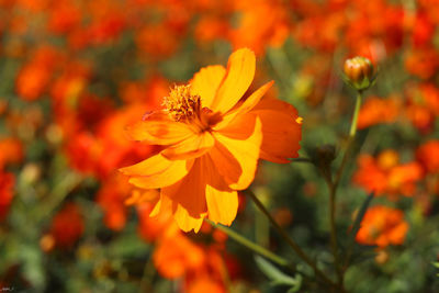 Close-up of orange marigold flower