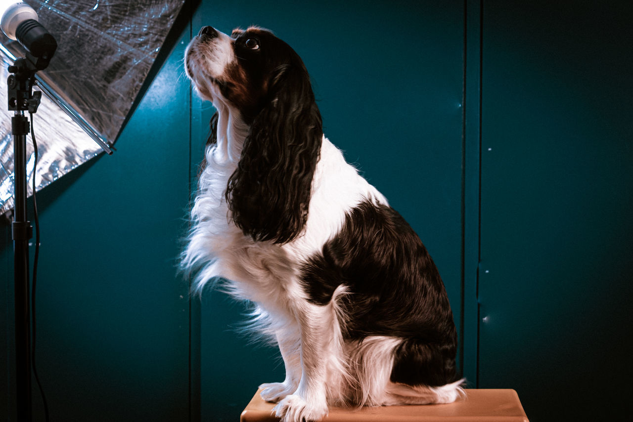 one animal, mammal, domestic animals, pets, domestic, indoors, vertebrate, canine, one person, dog, long hair, standing, rear view, hair, hairstyle, real people, sitting, pet owner