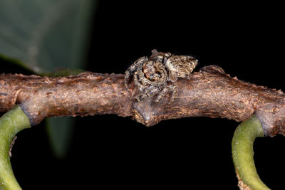 Close-up of a lizard on black background