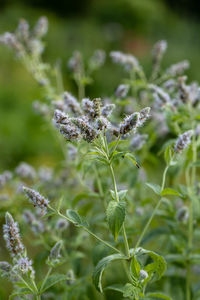 Mint leaf or peppermint plant grow at vegetable garden.