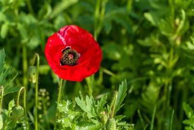 Close-up of red poppy flower