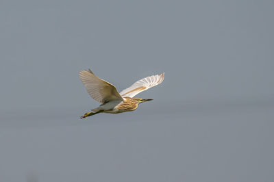 Low angle view of seagull flying